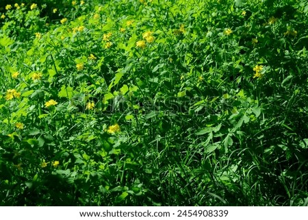 Medicinal plant folk medicine herb celandine spring flowering close-up macro photography Royalty-Free Stock Photo #2454908339
