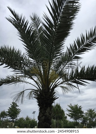Date palm tree and the beautiful sky 
