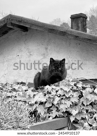 black and white black cat sitting calmly on a thatched roof, calm old photo country side peaceful scene, cat on roof, monochrome cat, quiet countryside, black cat, white, tranquil setting, serene 