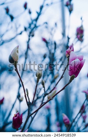 Blooming magnolia in springtime garden, evening light