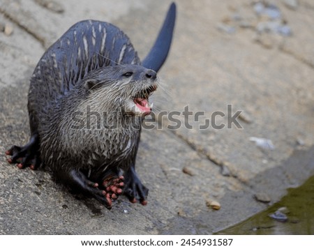 An Asian short-clawed otter (also known as an Asian small-clawed otter) feeds on crayfish using its dextrous paws to grasp and sharp teeth to crunch through the shell