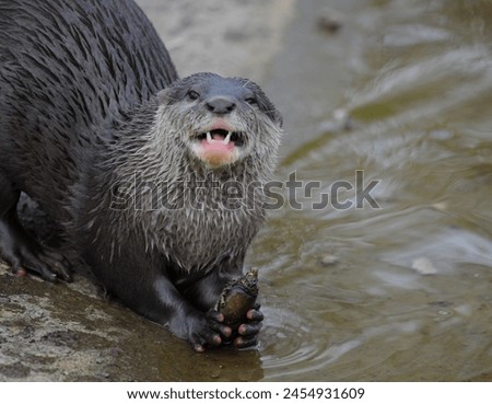 An Asian short-clawed otter (also known as an Asian small-clawed otter) feeds on crayfish using its dextrous paws to grasp and sharp teeth to crunch through the shell