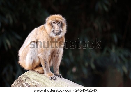 Barbary macaque (Macaca sylvanus) ape on tree trunk
