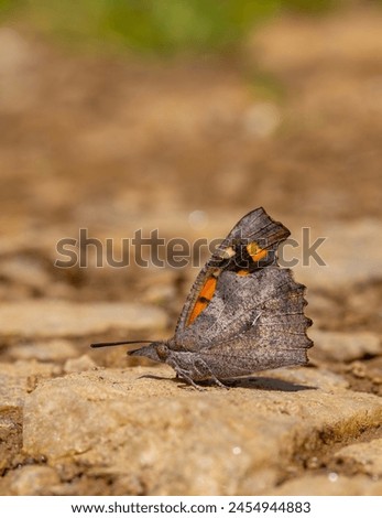 long-nosed butterfly picking up minerals on the ground, European Beak, Libythea celtis