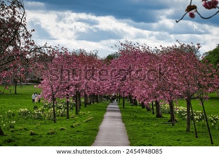 A scenic pathway lined with blooming cherry trees in a lush park, with people enjoying a leisurely walk. Royalty-Free Stock Photo #2454948085