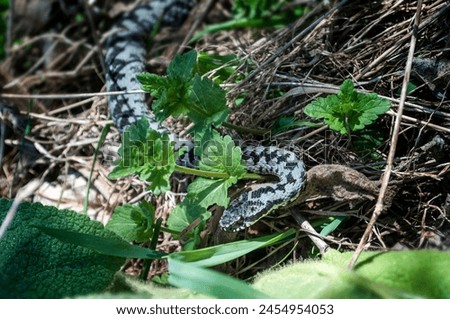 Vipera berus, the common European adder or common European viper. Snake lying on fallen leaves in the forest. Royalty-Free Stock Photo #2454954053