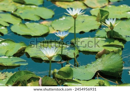 beautiful photograph of white coloured water lilly flower lake pond bright sunny day buds wetlands swamp large leaves greenery natural scenery forest jungle wallpaper background india turquoise blue