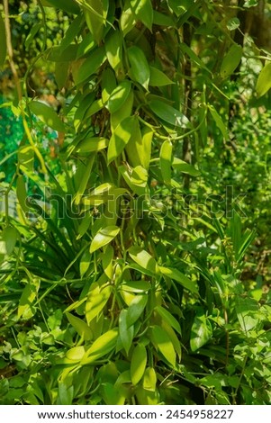 leaves of vanilla orchid flowering plant, flat leaved vanilla, plant from which vanilla spice Royalty-Free Stock Photo #2454958227
