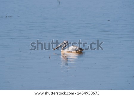  beautiful photograph large pelican swimming calmly turquoise blue water lake pond sea migratory bird sanctuary wildlife reflections ripples wallpaper wetlands backdrop lotus lilly empty space india 