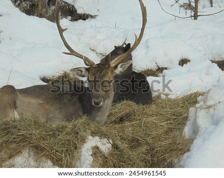 Calm scenery: male and female fallow deers laying on the ground covered by layer of hay,surrounded by remainders of snow during freezing winter day Royalty-Free Stock Photo #2454961545