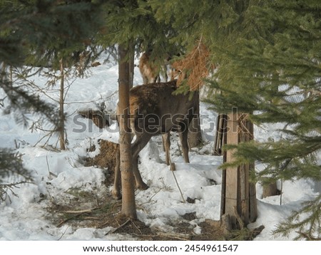 Winter scene: A deer partly hidden among several thin spruce trees in a snow-covered forest in Czech mountains Royalty-Free Stock Photo #2454961547