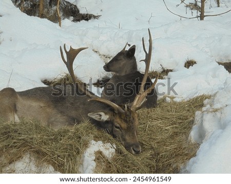 Peaceful image of male and female fallow deers resting on the ground covered by layer of hay,surrounded by remainders of snow Royalty-Free Stock Photo #2454961549