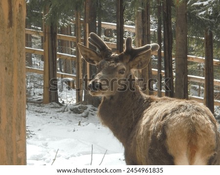 A young deer male looks over his shoulder in a game enclosure in Czech mountain village Bila, during sunny winter day Royalty-Free Stock Photo #2454961835