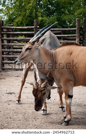 Eland antelope in zoo park. Wildlife and fauna. Eland antelope. Wild animal and wildlife. Animal in zoo. Eland gentle demeanor. Royalty-Free Stock Photo #2454962713