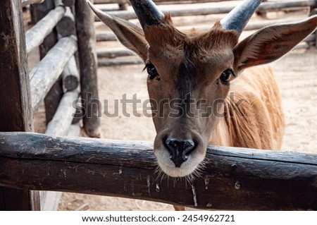 Animal in zoo. Eland antelope in zoo park. Wildlife and fauna. Eland antelope. Wild animal and wildlife. Eland natural habitat. Royalty-Free Stock Photo #2454962721
