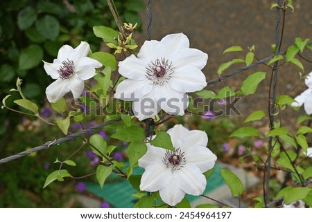 Clematis flowers. Ranunculaceae perennial vine. In Britain it is called the queen of the vines. Royalty-Free Stock Photo #2454964197