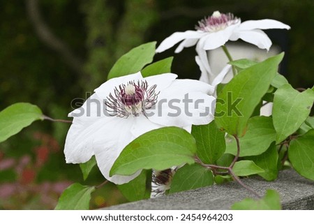 Clematis flowers. Ranunculaceae perennial vine. In Britain it is called the queen of the vines. Royalty-Free Stock Photo #2454964203