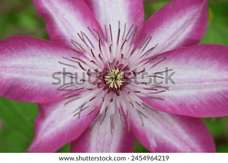 Clematis flowers. Ranunculaceae perennial vine. In Britain it is called the queen of the vines. Royalty-Free Stock Photo #2454964219