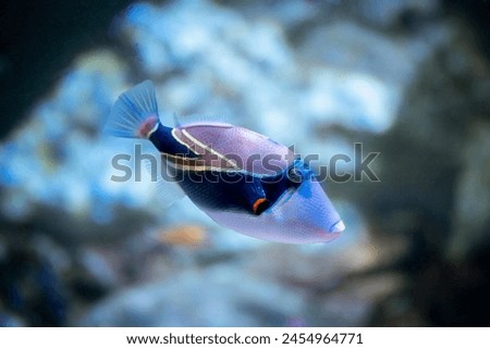 reef triggerfish (Rhinecanthus rectangulus) isolated in a reef tank with blurred background Royalty-Free Stock Photo #2454964771