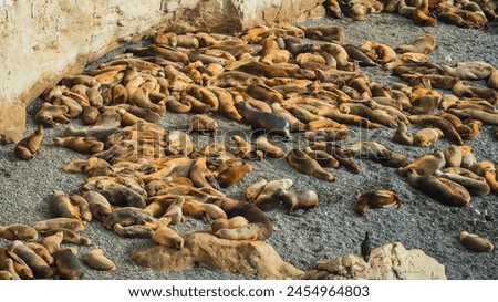 sea lions taking a nap after a good fishing. Royalty-Free Stock Photo #2454964803