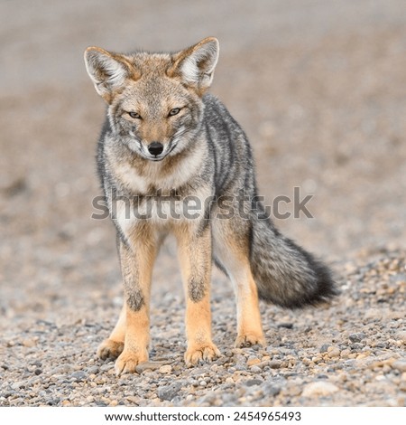curious and friendly gray fox
