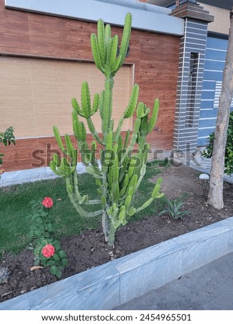 1. Enhance your outdoor space with our beautiful cactus plant, perfect for adding a touch of desert charm to your yard. This low-maintenance plant thrives in sunny conditions and requires water.