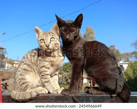 The picture depicts 2 cute cats,one grey and one black, sitting together in perfect harmony.They are sitting side by side, with their tails entwined, conveying a sense of friendship and companionship.