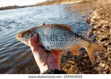 Big roach fish in fisherman's hand, float fishing on a river, clear sunny spring weather