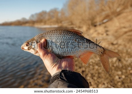 Big roach fish in fisherman's hand, float fishing on a river, clear sunny spring weather