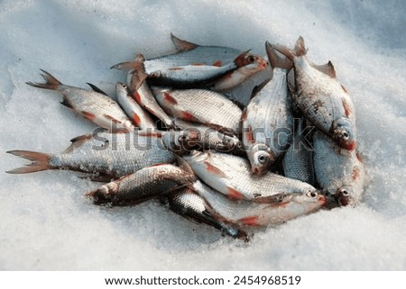 Pile of silver bream and roach fish, float fishing catch