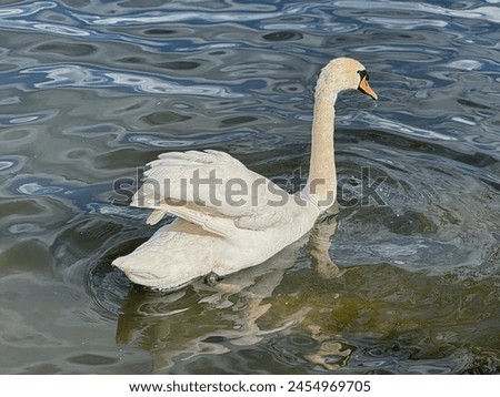 A serene swan graces the rippling water, its white plumage and elegant neck painting a picture of calm beauty.