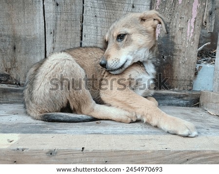 The picture shows a lovable dog sitting serenely, exuding a sense of calm and contentment. Its fur is a beautiful, fluffy coat of golden brown with a slightly lighter shade on chest.