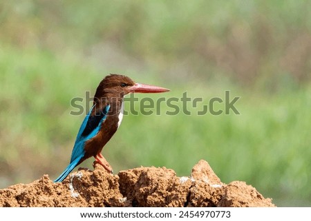 beautiful closeup shot of white breasted king fisher bird perched atop red sand dune grass green background wallpaper isolated lonely sanctuary beak plumage sunny tropical empty negative space india