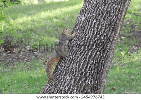 Squirrel in a tree in a park in Saskatchewan Canada