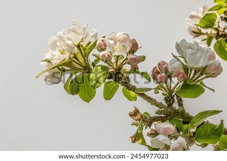 branch with white apple blossoms against the sky with copyspace, Denmark, April 27, 2024 Royalty-Free Stock Photo #2454977023
