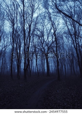 Picture of the dark misty forest 