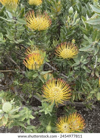 Yellow Pincushion Flowers in Bloom Royalty-Free Stock Photo #2454977811