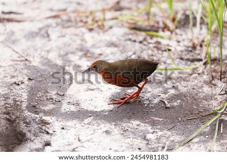 The russet-crowned crake (Rufirallus viridis) is a species of bird in subfamily Rallinae of family Rallidae. This photo was taken in Colombia.