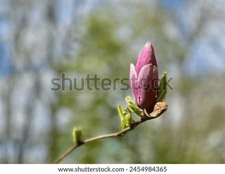 Beautiful magnolia flowers on blurred background, closeup. Spring time.Beautiful magnolia flowers on blurred background, closeup. 