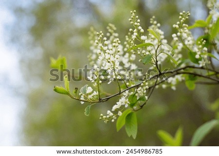 Latin: Prunus padus, padus avium. White willows are blooming. White flowers bloom on the yarrow, spring yarrow blooming time with white flowers. Latvian: ievas baltiem ziediem Royalty-Free Stock Photo #2454986785