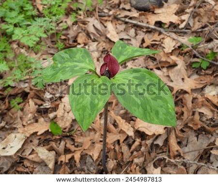 Four-leaf Trillium recurvatum (Prairie Trillium) Native North American Woodland Wildflower with Four Leaves