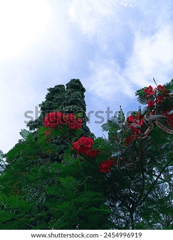 Image of flowers blooming in the morning.
