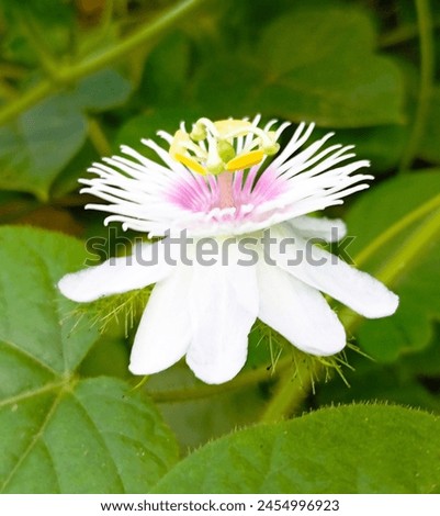 Image of flowers blooming in the morning.