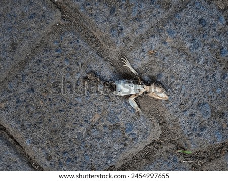 a lizard that is no longer intact because its other parts have been removed by predators Royalty-Free Stock Photo #2454997655