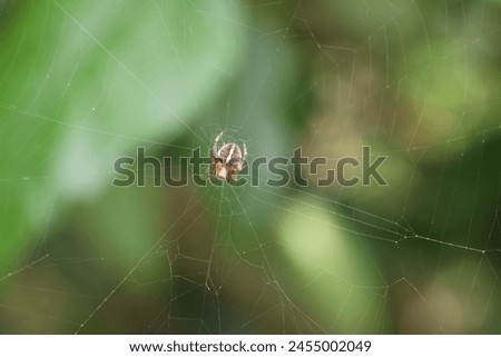 Araneus diadematus is commonly called the European garden spider, cross orbweaver, diadem spider, orangie, cross spider, and crowned orb weaver Royalty-Free Stock Photo #2455002049