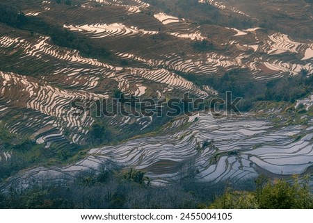 Yuanyang rice terrace from Bada scenic area in Yunnan province, China. Close up, sunset picture with copy space for text