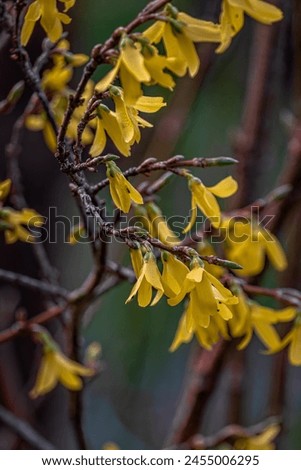 Beautiful Forsythia in spring time on a blurry background