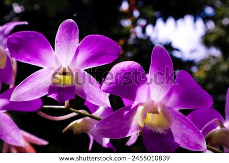 Purple orchid flower, Beautiful lavender color wild orchid flower, blurry green bokeh background