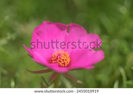 Pink flower petal detail closeup texture Purslane Portulaca genus plants from family Portulacaceae macrophotography

