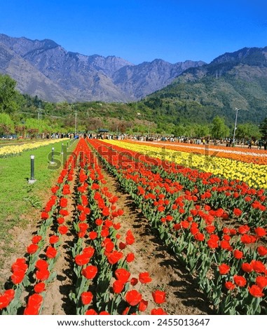 Indra gandi memorial tulip garden Srinagar, Jammu and Kashmir
The largest tulip garden in ASIA Royalty-Free Stock Photo #2455013647